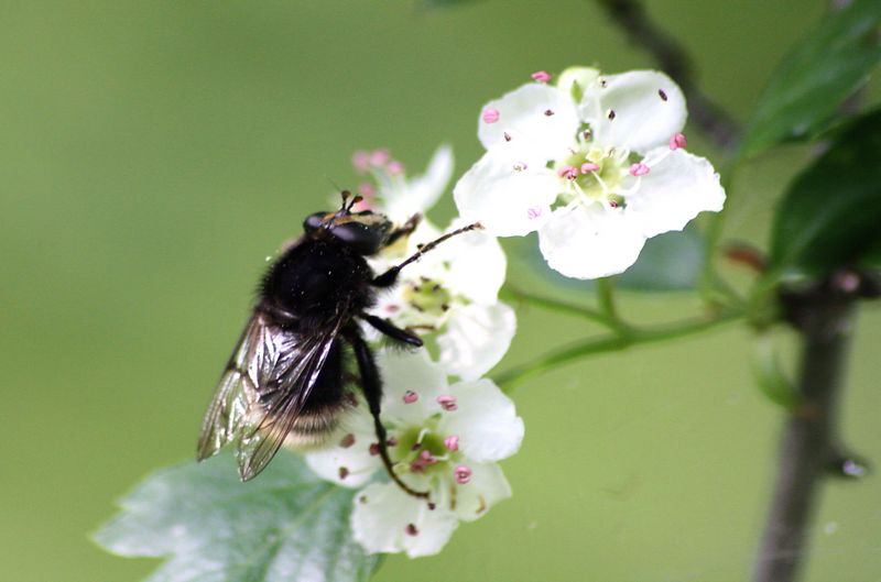 Serie di Syrphidae del Parco del Ticino